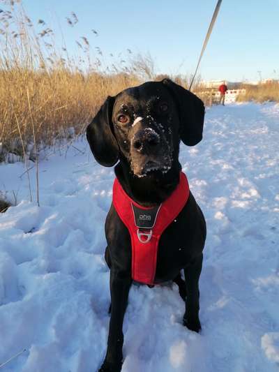 Fotochallenge 61 ~ Schnee-Beitrag-Bild