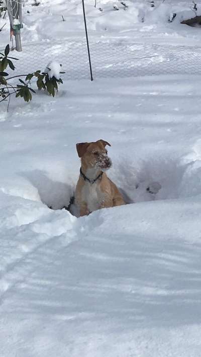 Fotochallenge 61 ~ Schnee-Beitrag-Bild