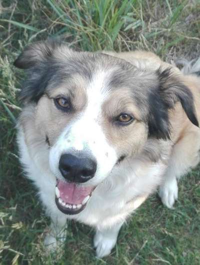 Unsere Fellnasen im Regenbogenland-Beitrag-Bild