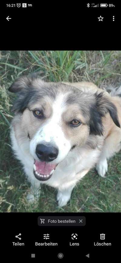 Unsere Fellnasen im Regenbogenland-Beitrag-Bild