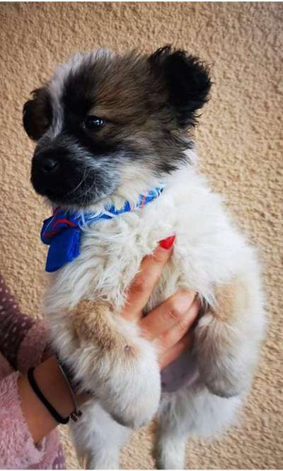 Hunde aus dem Tierschutz: Bulgarien-Beitrag-Bild