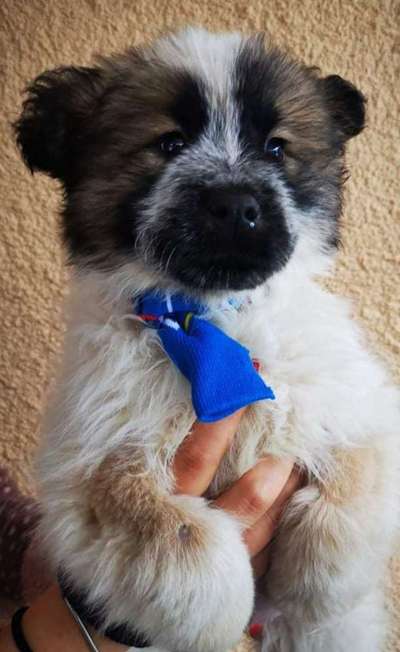 Hunde aus dem Tierschutz: Bulgarien-Beitrag-Bild