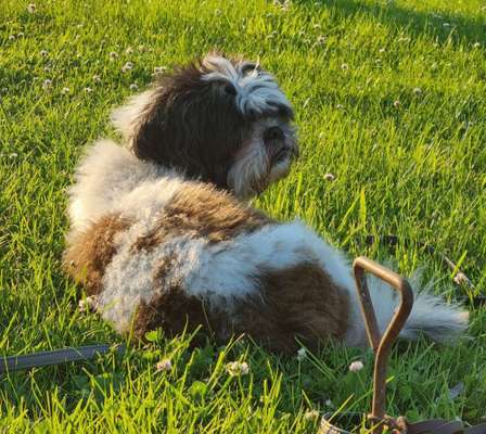Hundetreffen-Gassi/Spielpartner gesucht :)-Bild