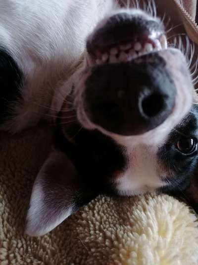 Die Dogorama-Wochen-Challenge "Die schönste Grimasse"-Beitrag-Bild