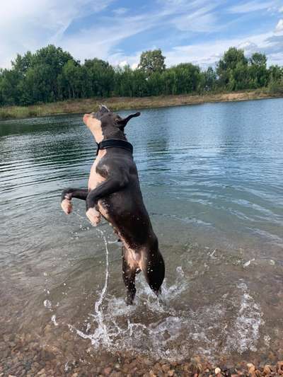 Die Dogorama Kalender Challenge 4/4-Beitrag-Bild