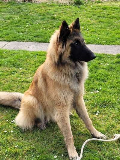 Hundetreffen-Gassirunden und Spielen-Bild