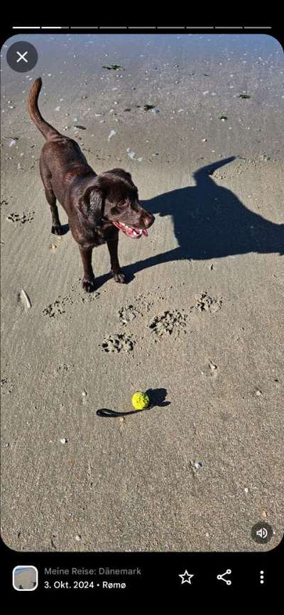 Hundetreffen-Spiel und Spaß, Gassirunde-Bild