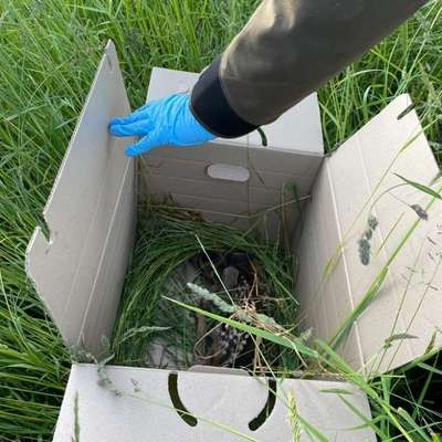 Leinenpflicht – nervige Einschränkung oder sinnvoller Schutz?-Beitrag-Bild