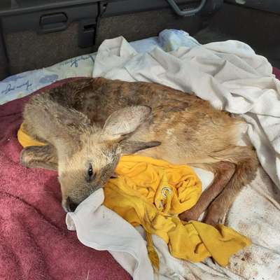 Leinenpflicht – nervige Einschränkung oder sinnvoller Schutz?-Beitrag-Bild