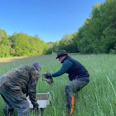 Leinenpflicht – nervige Einschränkung oder sinnvoller Schutz?-Beitrag-Bild