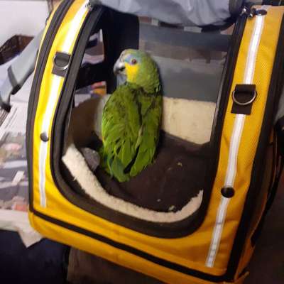 👉 Schläfern wir unsere Hunde zu schnell ein? 🤔-Beitrag-Bild