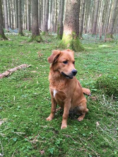 Mischlingshunde Foto Aufruf-Beitrag-Bild