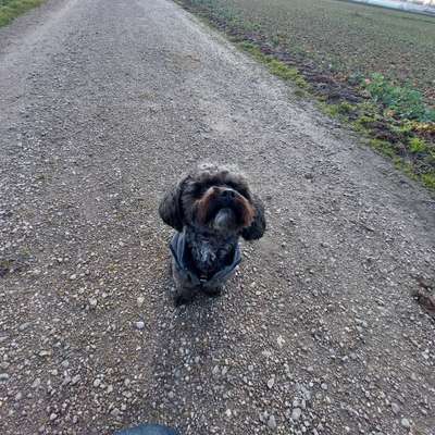 Hundetreffen-Gassibegleitung Nymphenburger Schlosspark-Bild