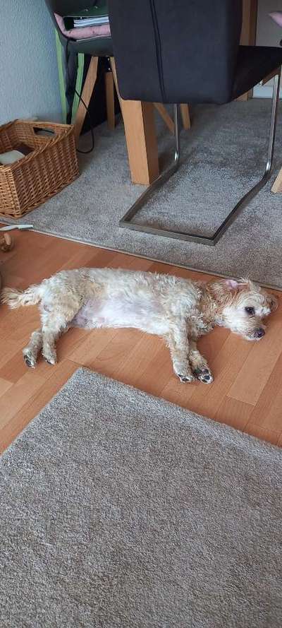 Rhodesian Ridgeback-Beitrag-Bild