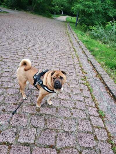 Hundetreffen-Köthen Schlosspark-Bild