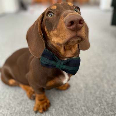 Dogorama Photo Challenge - Hundeblick zum hinschmelzen-Beitrag-Bild