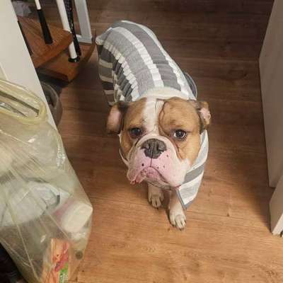 Hundetreffen-Spielgefährtin Gesucht-Bild