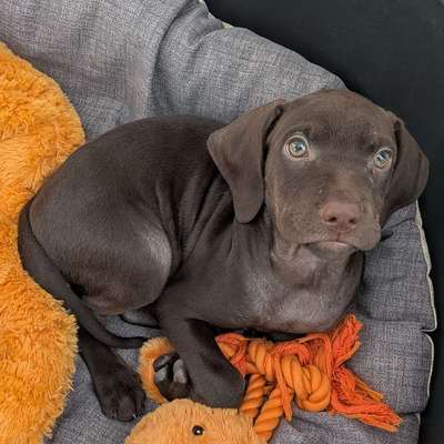 Hundetreffen-Welpentreffen zum spielen-Bild