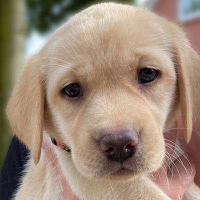 Hundetreffen-Welpentreffen in Hesel