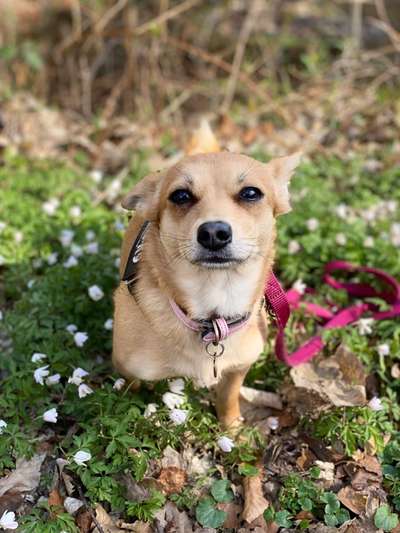 Die Dogorama Monats Challenge "Es grünt und blüht"-Beitrag-Bild