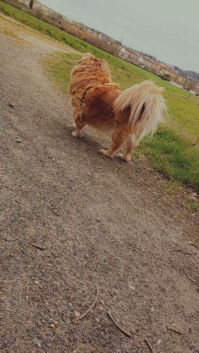 Hundetreffen-Geimsame Gassi Runde für meinen Hund Bolto 13 Jahre alt-Bild