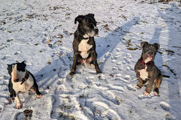 Hundetreffen-Suchen Hundefreunde zum Spielen oder Gassi gehen-Bild