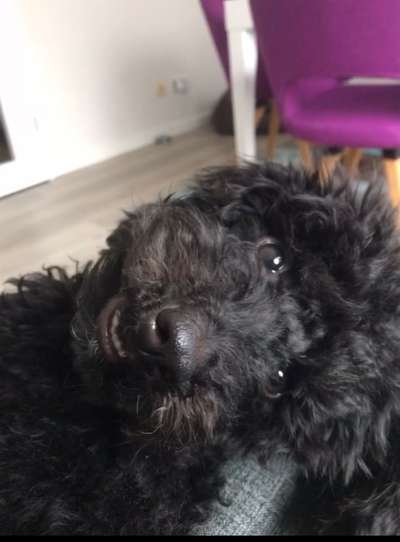 Lustigsten Grimassen von euren Hunden-Beitrag-Bild