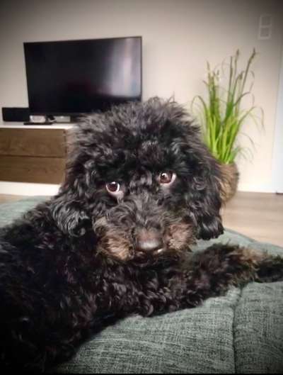 Charakter Pudel-Beitrag-Bild