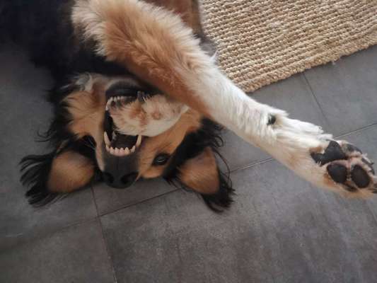 Die Dogorama Wochen Challenge-Beitrag-Bild