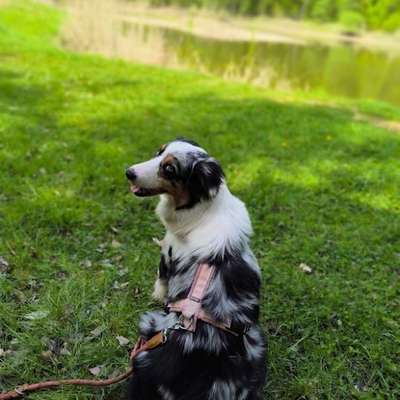 aktuelles Foto Gruppe Australian Shepherd