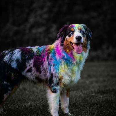 aktuelles Foto Gruppe Australian Shepherd