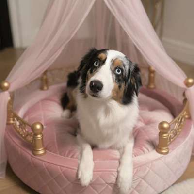 aktuelles Foto Gruppe Australian Shepherd