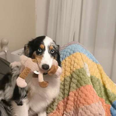 aktuelles Foto Gruppe Australian Shepherd