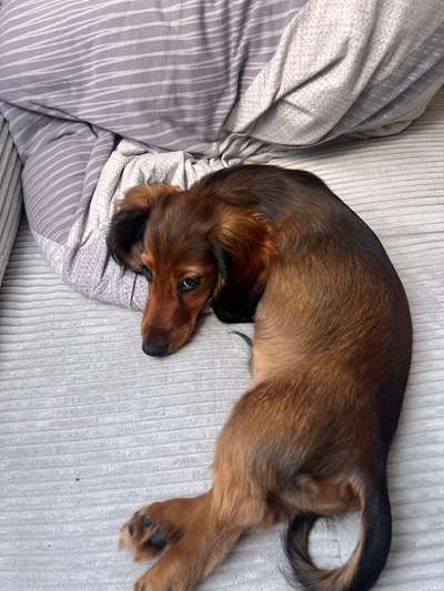 Hundetreffen-Kleiner Zwergdackel sucht Hundefreunde zum Spazieren und Spielen! 🐕-Bild