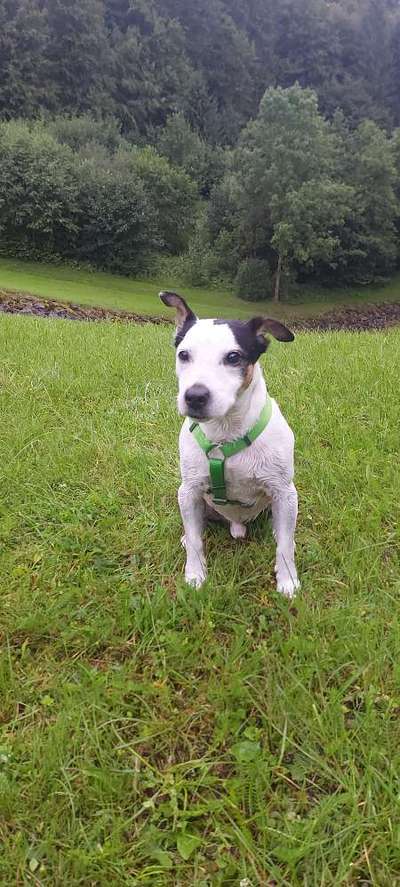 Hundetreffen-Gassi- und/oder Spielrunde-Bild