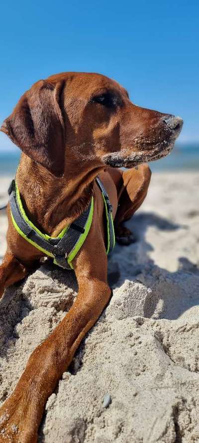 Die Dogorama Wochen Challenge: “Dein Hund im Urlaub”-Beitrag-Bild