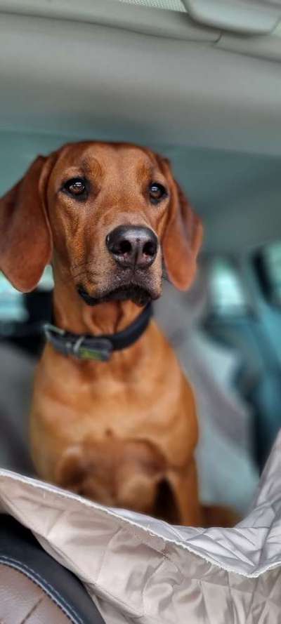 FOTOCHALLENGE 70 - Dein Hund im Auto-Beitrag-Bild