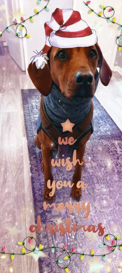 Rhodesian Ridgeback-Beitrag-Bild