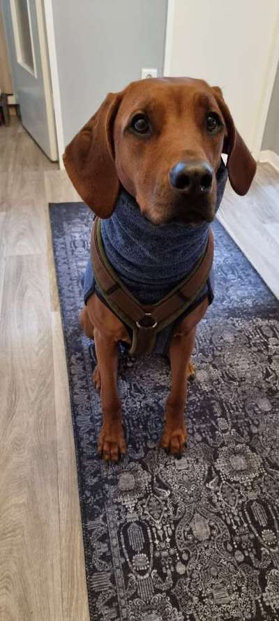Rhodesian Ridgeback-Beitrag-Bild