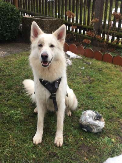 Weißer Schweizer Schäferhund-Beitrag-Bild