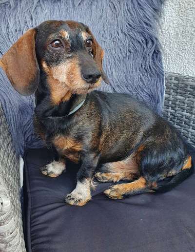 Wie heißt dein Hund?-Beitrag-Bild