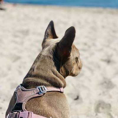 Hundetreffen-Playdates gesucht-Bild