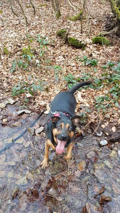 Hundetreffen-Hundebegegnungen üben-Bild