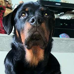 Dogorama Photo Challenge - Hundeblick zum hinschmelzen-Beitrag-Bild