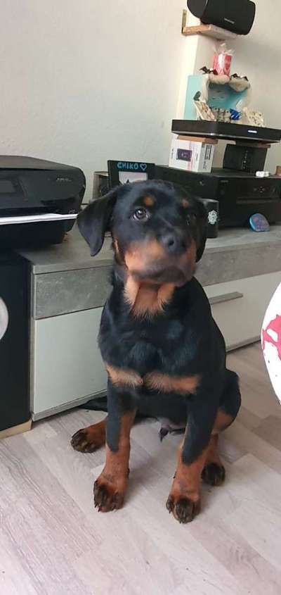 Reinrassige Hunde?-Beitrag-Bild