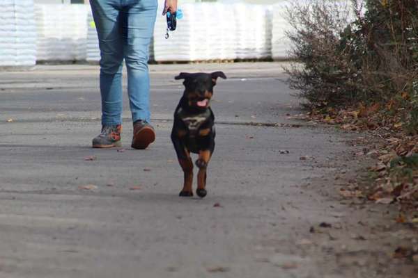 Fotochallenge 66 ~ Rennaction -Zeig deinen Hund im Lauf-Beitrag-Bild