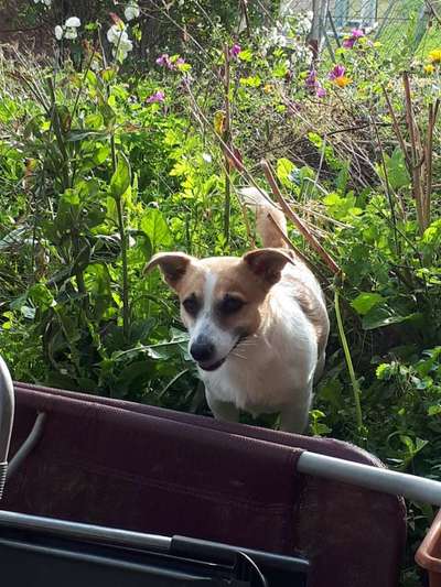 Jack Russel-Beitrag-Bild