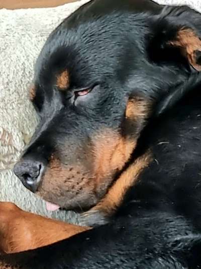 Fotochallenge Nr. 59 - Mein Hund zeigt die Zunge-Beitrag-Bild