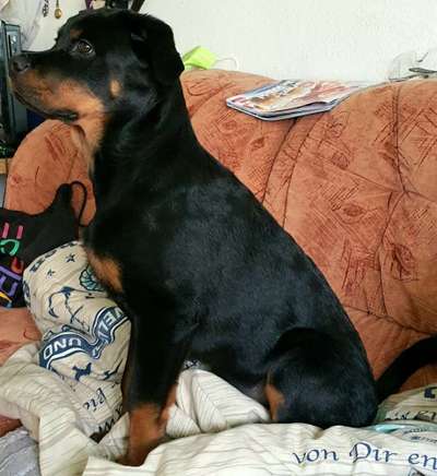 Welpenfotos-Beitrag-Bild