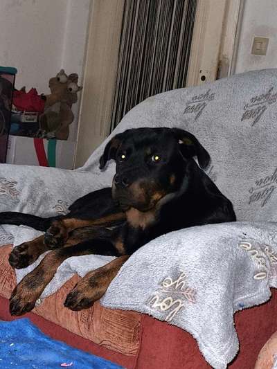 Hunderunde-Beitrag-Bild